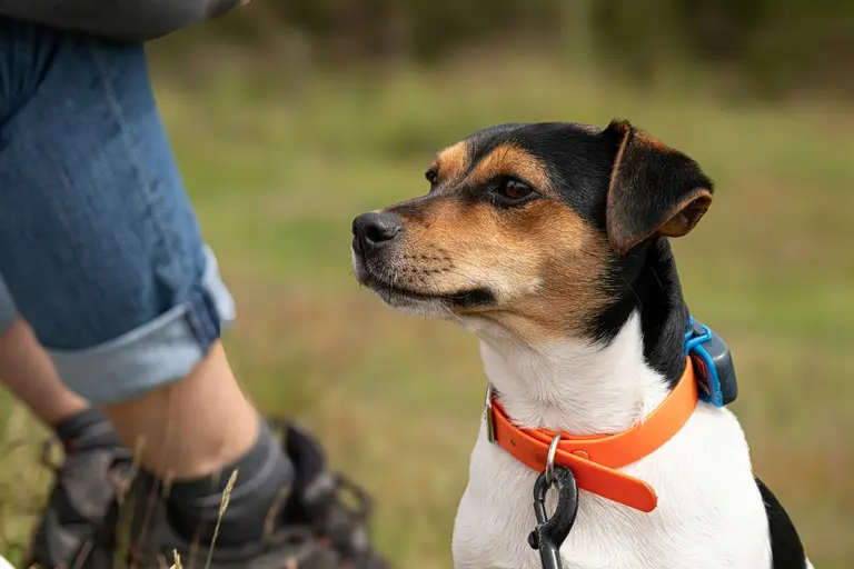 Un chien portant un collier d’identification près d’une personne