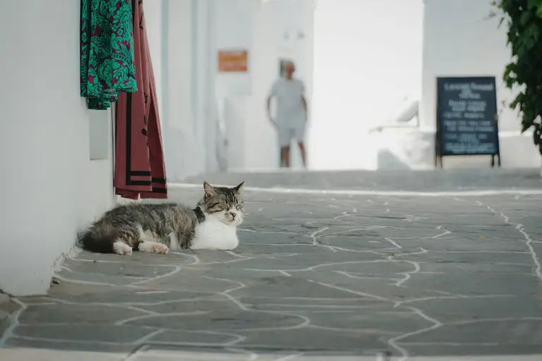 Chat tigré et blanc allongé contre un mur dans une rue piétonne, une personne au loin