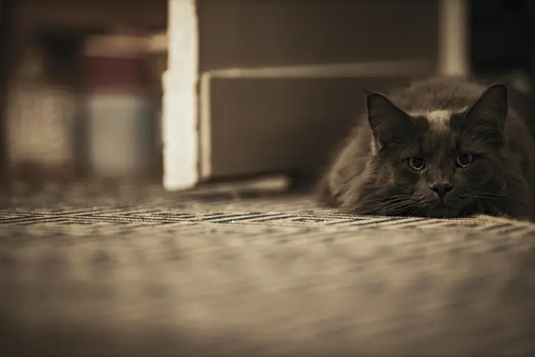 Chat gris couché à plat sur un tapis, immobile, dans une pièce calme