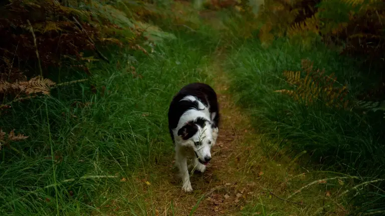 Un chien seul sur un chemin après une fugue