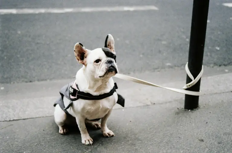 Un chien perdu dans une rue de ville
