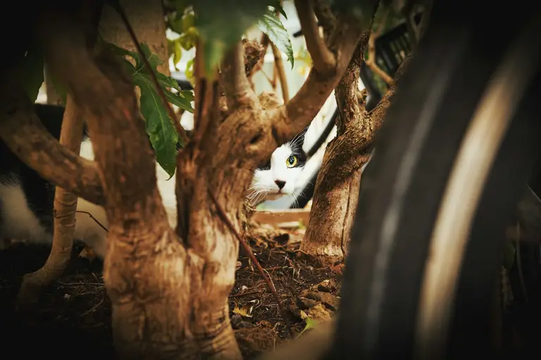 Black and white cat hidden behind branches, on the alert