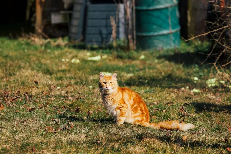 Ginger cat on the alert in a yard, a few metres from home